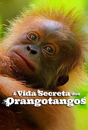 Imagem Filme A Vida Secreta dos Orangotangos Torrent